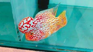 Top 7 Super Rare Golden Base Flowerhorn | Expensive Flowerhorn Cichlids