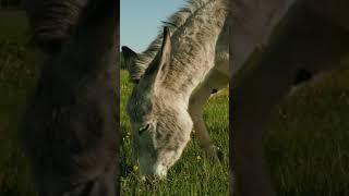What's So Special About DONKEYS? | #viralvideo #donkey #animals