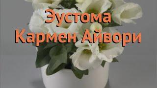 Эустома обыкновенная Айвори  обыкновенная эустома Айвори обзор: как сажать, семена эустомы Айвори