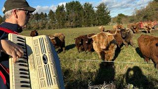 Playing Scottish Music To Highland Cattle In England