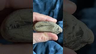 Petrified Wood, Well Preserved