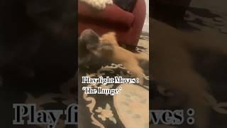 Kitten on a Croft - Play fight Move - ‘The Lunge’ #cat #Cute Cats and Kittens #Kitty #love cats