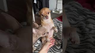 учим собаку команде служить/суслик #chihuahua #dog #собака #чихуахуа #chiwawa