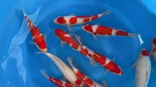202504 SP B540 Torazo Jumbo Tosai Tateshita Selected Kohaku and Tancho 28 34 cm WYSIWYG