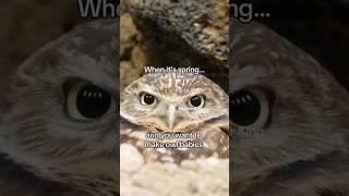 Mating owls #matingrituals #owlsmating #owls