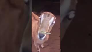 Skin-walker Caught On Camera 