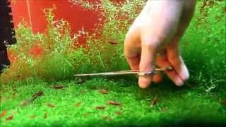 Pruning carpet in a shrimp tank