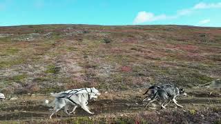 Alaskanhuskies autumn Training