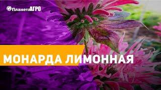  Семена Монарда лимонная, Бергамот  Планета Агро