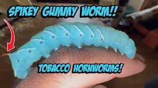 Fascinating Facts & Features of The Tobacco Hornworm!