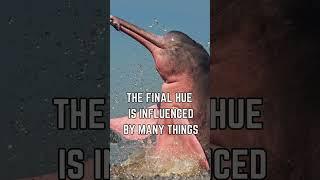  Meet the Pink River Dolphin: The Amazon's Largest River Dolphin! 
