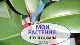 МОИ  Растения. Что я сажала.Что взошло и что нет.