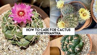 How to Care for Cactus Coryphantha