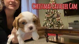 Christmas Cavalier Puppies Learning How to be Dogs! 12/18/22