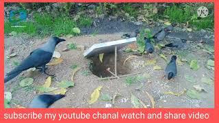 How to trap crow bird create very easy and amazing bird trap |mahar amazing