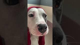 Daily Dog Dose ️ Wholesome Moments #shorts #cutedogs