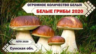 БЕЛЫЕ ГРИБЫ 2020 в ОГРОМНОМ количестве!!! ЛЕТО, ЖАРА, а грибов - МОРЕ!!!