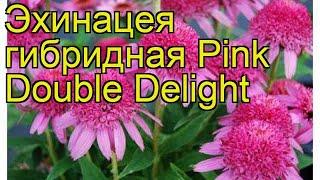 Эхинацея гибридная Пинк Дабл Делайт. Краткий обзор, описание echinacea Pink Double Delight