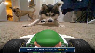 My Dogs Hate Luigi