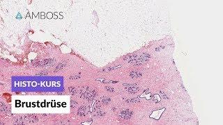 Histologie Brustdrüse -- Mikroskopische Anatomie -- AMBOSS Video