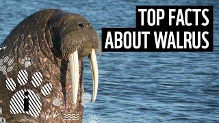 Top 10 Walrus Facts | Animal Fun Facts | WWF