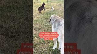 Pete dodges every obstacle in pursuit of his prize…