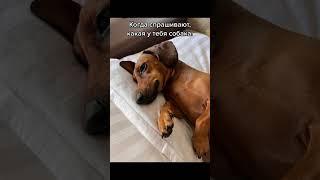 Собака, с которой НИКОГДА не соскучишься  #такса #собака #собаки #домашниепитомцы