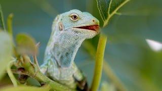 Flora and Fauna Environmental Conservation Program Fiji