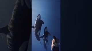 Sharks Are Nothing Compared to Orcas! 
