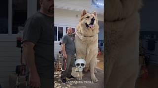 big dog transformation ️ #dogs #trollface #usa