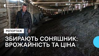 Врожайність менша, ціна – найбільша за три роки. На Кіровоградщині завершують збирати соняшник