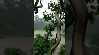 rainforest ||Wild animal behavior caught unexpectedly#nature #wildlife #snake