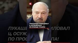 Лукашенко помиловал 14 осуждённых по просьбе Трампа! #беларусь #лукашенко #трамп #помилование