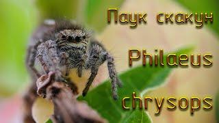 Паук-скакун philaeus chrysops