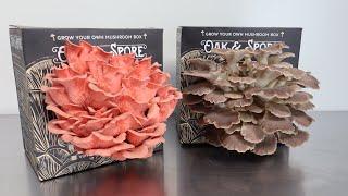 How to Grow Oyster Mushroom Kits At Home