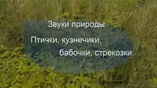 Птички, кузнечики, бабочки, стрекозки. Звуки природы. Футажи.