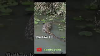 big python swimming with a prey in belly #shorts #natgeowild #animalplanet