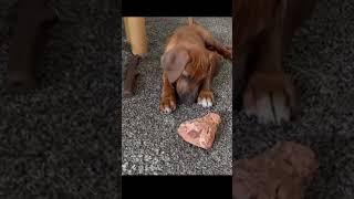 Rhodesian Ridgeback Welpe spielt