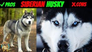 Owning a Siberian Husky: What They Don't Tell You