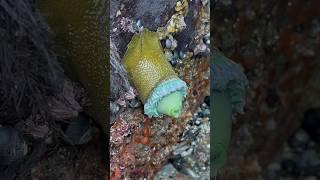 Sea anemones 🫶 #nature #montereybay #seaanemone #anemone #marinebiology #beach