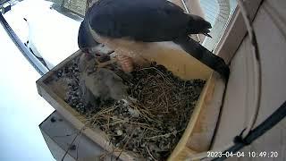 Nature Can Be Cruel, Coopers Hawk and Eurasian Collared Dove Babies