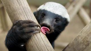 Are Honey Badgers Big-Brained? | Weasels: Feisty & Fearless | BBC Earth