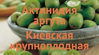 Актинидия аргута Киевская крупноплодная  обзор: как сажать, саженцы актинидии