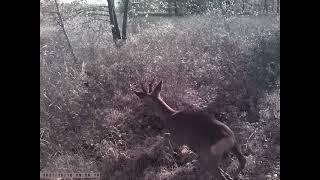 Spying On Nature | Trail Cam Autumn 2021 p1