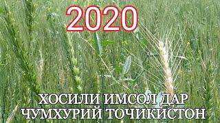 БУБИНЕН ХОСИЛИ ГАНДУМ ДАР ТОЧИКИСТОН