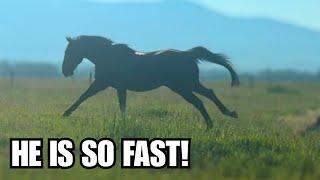 Barrel horse Vs Cowhorse ~ There is no competition!