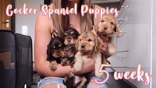 Cocker Spaniel Puppies Bath Time, Garden play and more! // Lollipop1996