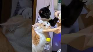 Cats vs Cats  #funny #catvideos #catshorts #cat