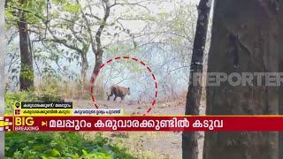 മലപ്പുറം കരുവാരകുണ്ടിൽ കടുവയിറങ്ങി | Tiger | Malappuram