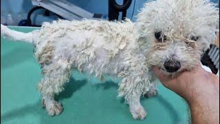 Grooming A Matted Bichon